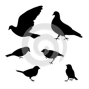 Birds silhouette on white background, vector