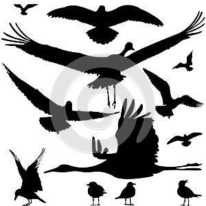 Birds silhouettes