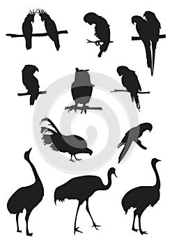 Birds silhouettes