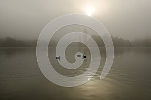 Birds silhouettes on a calm lake in misty light in morning