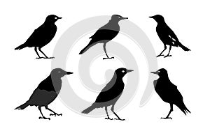 Birds silhouettes Isolated on White Vector