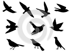 Birds silhouettes set
