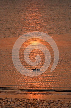 Birds silhouettes on waters Morecambe Bay sunset