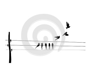 Birds silhouettes on wire, vector. Wall decals, wall art work. Scandinavian minimalist art design. Poster design isolated on white