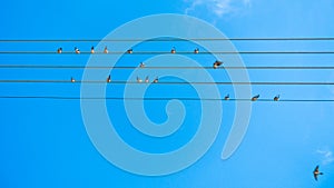 Birds singing and forming music tune on power lines in Sithonia
