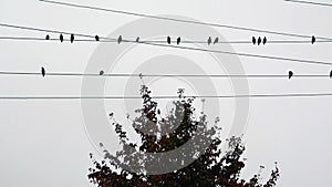 Birds sit on electric wires above a tree. A flock of birds against the sky. Silhouette of small birds on a light background
