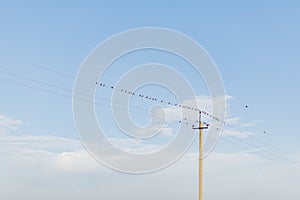 Birds sit on high voltage wires