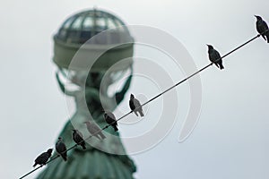 Birds sit on a wire and chirp gossip animal photo