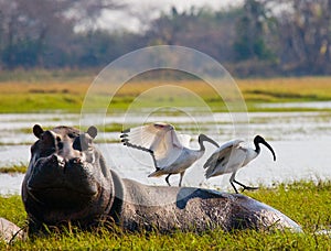 Birds are sitting on the back of a hippopotamus. Botswana. Okavango Delta.