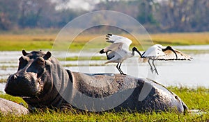 Birds are sitting on the back of a hippopotamus. Botswana. Okavango Delta.