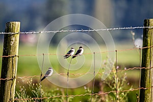 3 birds sitting on barbed fence