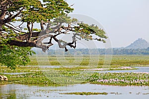 Birds sitting on big tree against swamp