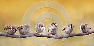 Birds sitting on a branch funny opened their beaks in anticipation of the parents