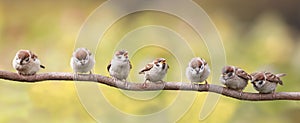 birds sitting on a branch funny opened their beaks in anticipation of the parents