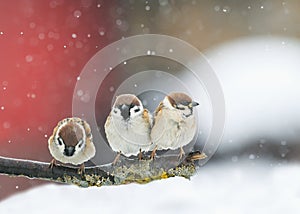 Birds sitting on a branch in the snow in Park at winter