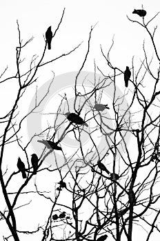 Birds sitting on the branched of a dry tree