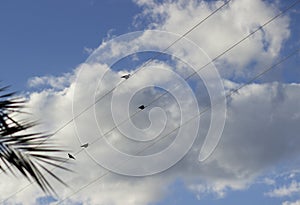 Birds sitting on the electrical cords under the clouds