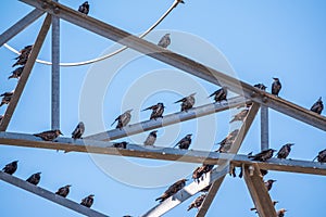 Birds Sitting on electrical pylon