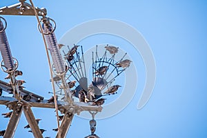 Birds Sitting on electrical pylon