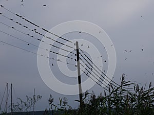 Birds sitting on a electricity pylon