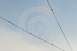 Birds sitting on electricity wires in the town.