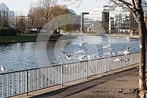 Birds sitting on a fence and flying by the river