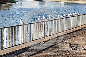 Birds sitting on a fence and flying by the river