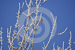 Birds are sitting on frosted branches