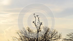 Birds sitting on mangrove trees