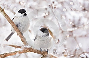 Birds sitting on snowy branch. Black capped chickadee. Winter time