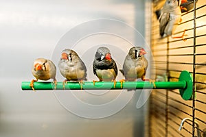 Birds sitting on a stick in pet shop