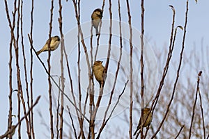 Birds sitting on the tree branches.