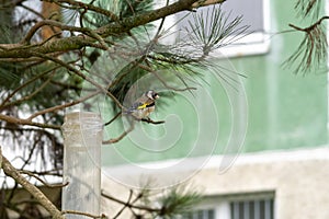 Birds sitting on the tree branches. Slovakia