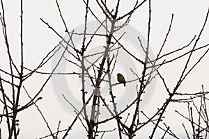 Ptáci sedí na stromě v zimě. Slovensko