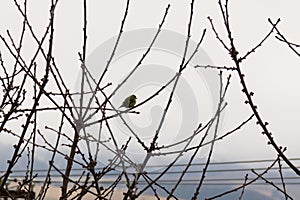 Vtáky sediace na strome počas zimy. Slovensko