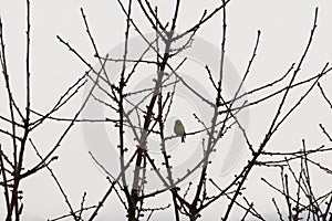 Birds sitting on the tree during winter. Slovakia