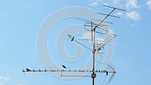 Birds sitting on TV antenna with blue sky background