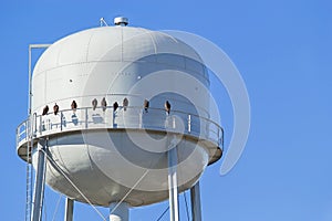 Birds sitting on water tower