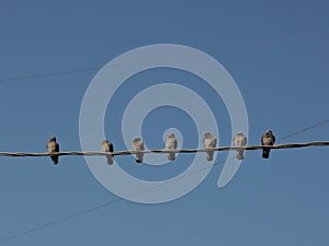 Birds sitting on a wire in a row. Flock of pigeons on the cables isolated on background of clear blue sky