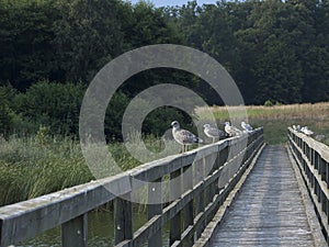 Birds sitting on a wooden footbridge