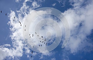 Observación de aves en el cielo 