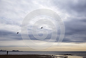 Birds in the sky above the beach at sunset, the coast of the Gulf of Finland in St. Petersburg in the evening