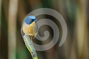 Birds,Slaty-blue Flycatcher Ficedula tricolor Male ,Birds in Thailand, Doi Sun Juh, Chiang Mai.