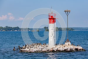 Birds on Small Rock Island