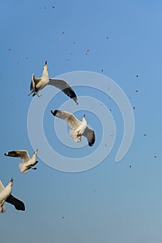 Birds snatching food in sky