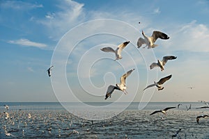 Birds snatching food in sky