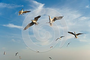 Birds snatching food in sky