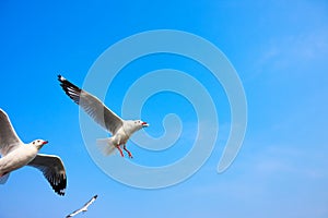 Birds snatching food in sky, background