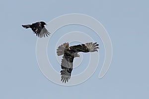 Birds soaring through the sky in perfect unison