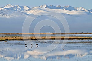 Birds on Son-Kul `last lake` early in the morning,central Tien Shan mountains,Kyrgyzstan,Central Asia
